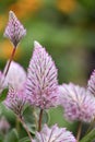 Pink mulla mulla Ptilotus exaltatus Joey, pink flower in close-up Royalty Free Stock Photo